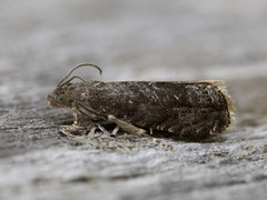 Plommefrøvikler (Grapholita funebrana)