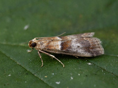 Hvithodesmalmott (Acrobasis repandana)