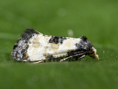 Svevepraktvikler (Cochylis dubitana)