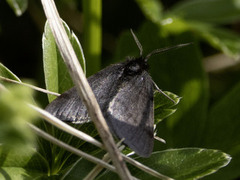 Pjuskemåler (Macaria fusca)