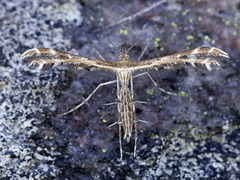 Gråbrun svevefjærmøll (Oxyptilus tristis)