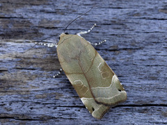 Bredbåndfly (Noctua fimbriata)