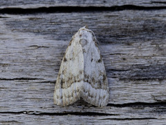 Heiduskfly (Nola aerugula)