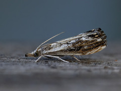 Catoptria verellus