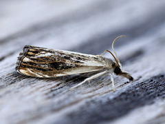 Catoptria verellus