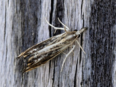 Catoptria verellus