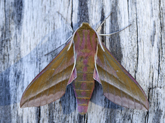 Stor snabelsvermer (Deilephila elpenor)