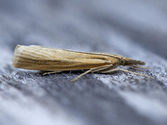 Okernebbmott (Agriphila tristella)