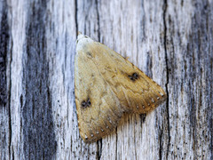 Gult nebbfly (Rivula sericealis)