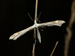 Ryllikfjærmøll (Gillmeria pallidactyla)