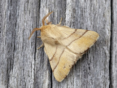 Okergul ringspinner (Malacosoma neustria)