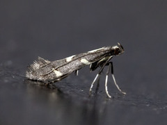 Calybites phasianipennella