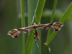 Rosefjærmøll (Cnaemidophorus rhododactyla)