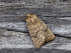 Lyst ringurtefly (Hoplodrina octogenaria)