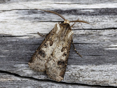 Brunpudret jordfly (Agrotis clavis)