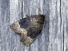 Tofarget pyramidefly (Amphipyra perflua)