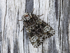 Askekveldfly (Craniophora ligustri)