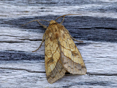 Gullfagerfly (Pyrrhia umbra)