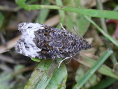 Seljeløvvikler (Apotomis capreana)