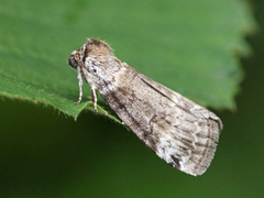 Bjørkehalvspinner (Tetheella fluctuosa)