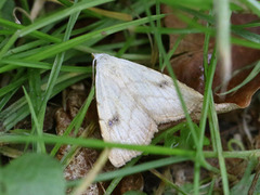 Gult nebbfly (Rivula sericealis)