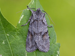 Gaffelkappefly (Lithophane furcifera)