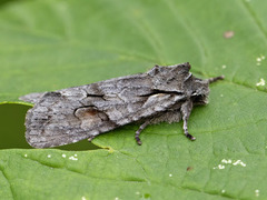 Gaffelkappefly (Lithophane furcifera)