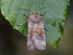 Bølgefly (Eupsilia transversa)