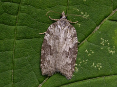 Lønnebladflatvikler (Acleris sparsana)