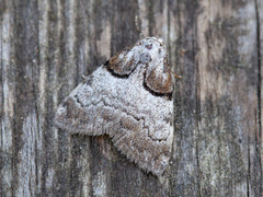 Båndduskfly (Nola cucullatella)