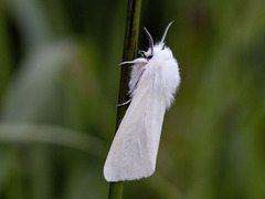 Hvit tigerspinner (Spilosoma urticae)