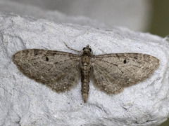 Gullrisdvergmåler (Eupithecia virgaureata)