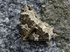 Geitramsdråpemåler (Ecliptopera silaceata)