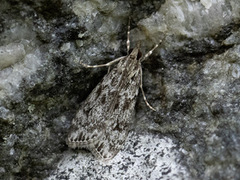 Barkmosemott (Eudonia truncicolella)