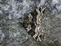 Small Phoenix (Ecliptopera silaceata)