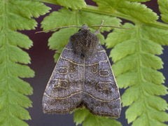 Osperingfly (Ipimorpha subtusa)