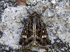 Svart sumpfly (Celaena haworthii)