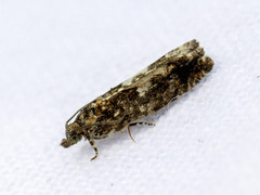 Brun kveldvikler (Epinotia immundana)