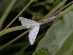 Englundmåler (Perizoma albulata)