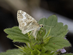 Dålundmåler (Perizoma alchemillata)