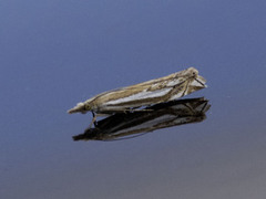 Tannebbmott (Crambus pratella)