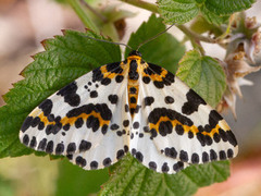 The Magpie (Abraxas grossulariata)