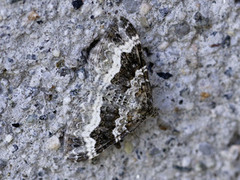 Grå mauremåler (Epirrhoe alternata)