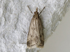 Blek mosemott (Eudonia pallida)