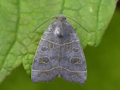 Osperingfly (Ipimorpha subtusa)