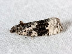 White-shouldered Marble (Apotomis turbidana)
