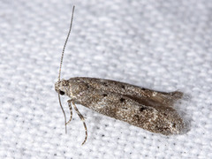 Pine Groundling (Exoteleia dodecella)