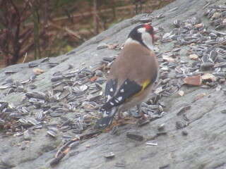 Stillits (Carduelis carduelis)