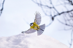 Blåmeis (Cyanistes caeruleus)