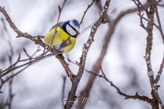 Blåmeis (Cyanistes caeruleus)